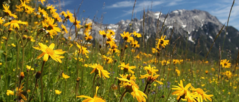 Ringelblume, Arnika und Zink: Ein perfektes Trio!