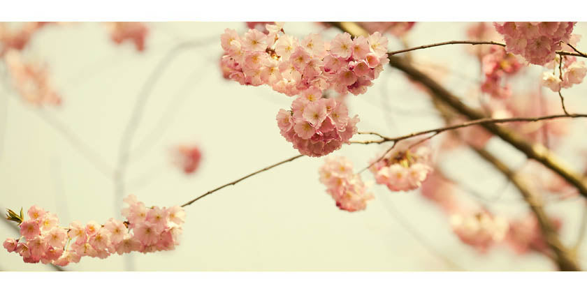 Chyawanprash - Ayurvedische Medizin gegen Frühjahrsmüdigkeit