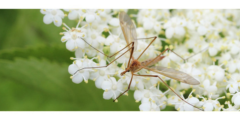 Sonnenbrand und Mückenstich mit Kokos-Ghee behandeln: Ayurveda-Medizin aus dem Küchenschrank