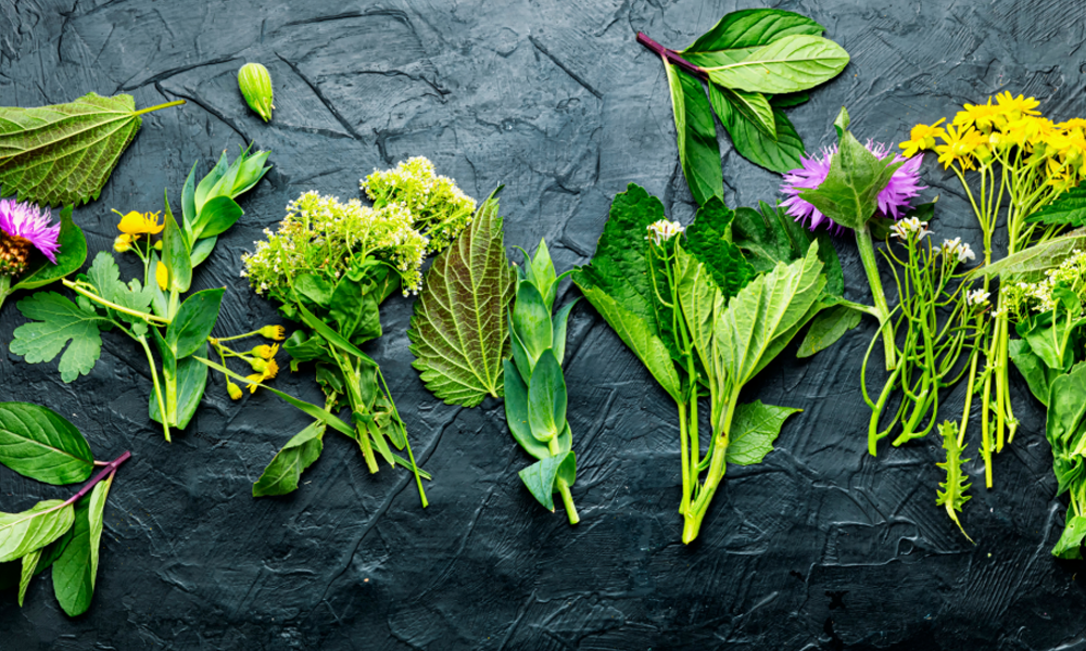 Die Bedeutung von Bitterstoffen für die Verdauung