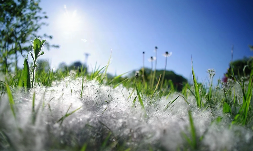 Heuschnupfen - Gründe und Behandlung