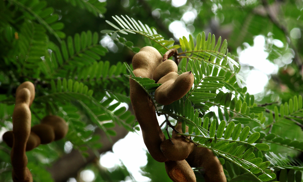 tamarinde