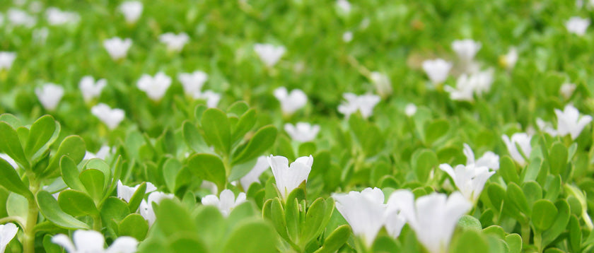 Brahmi -  Die Pflanze der Erkenntnis