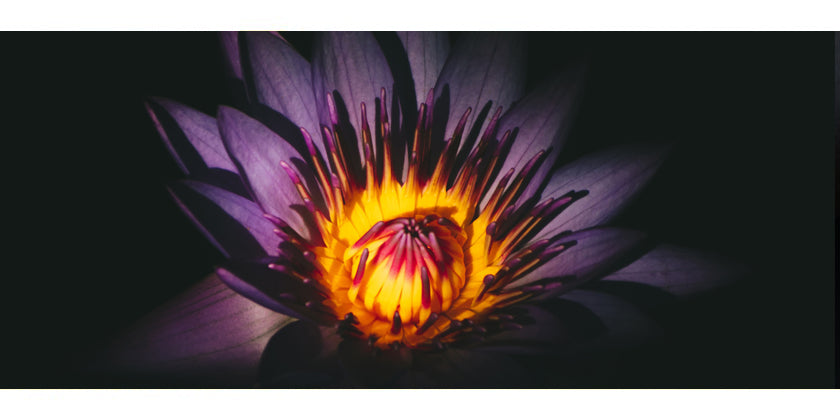 10 wissenswerte Dinge über Rasayanas