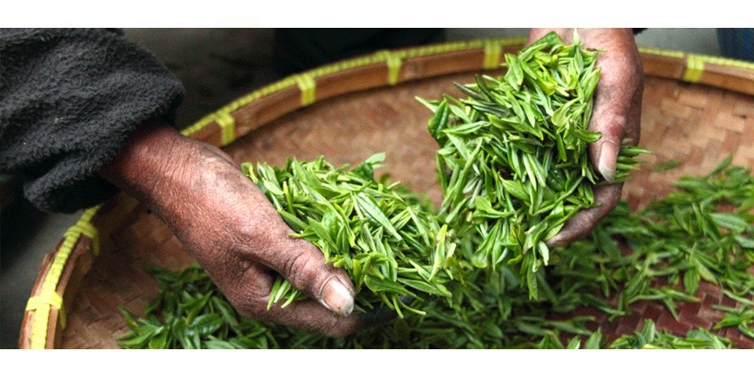 Mate, Lapacho, Catuaba und co. – Kaffee-Alternativen, die mehr machen, als nur wach