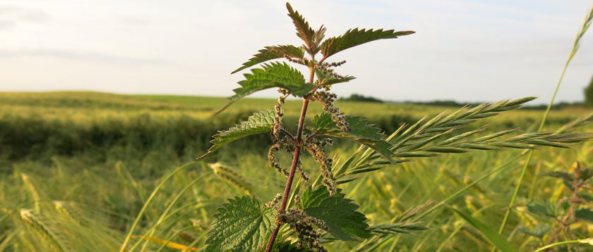 Brennnessel - Wunderkraut für Haut & Haar