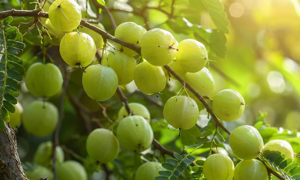 Die Vorteile von Ayurveda bei der Behandlung von Krebs